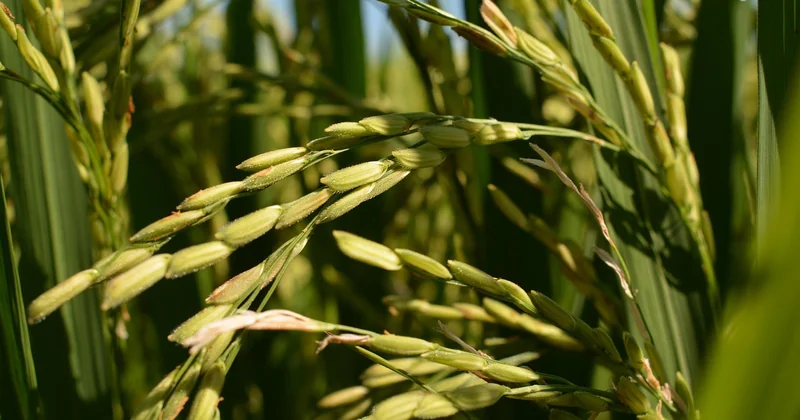 Le riz japonais : le seul vrai apprentissage technique
