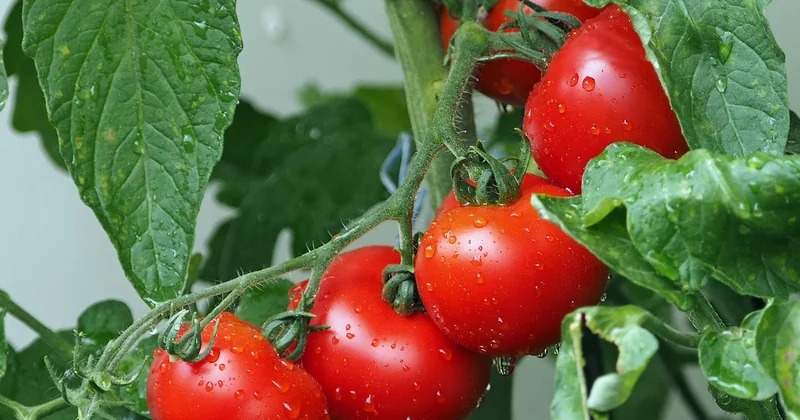 Comment préparer les tomates pour éviter le pain détrempé